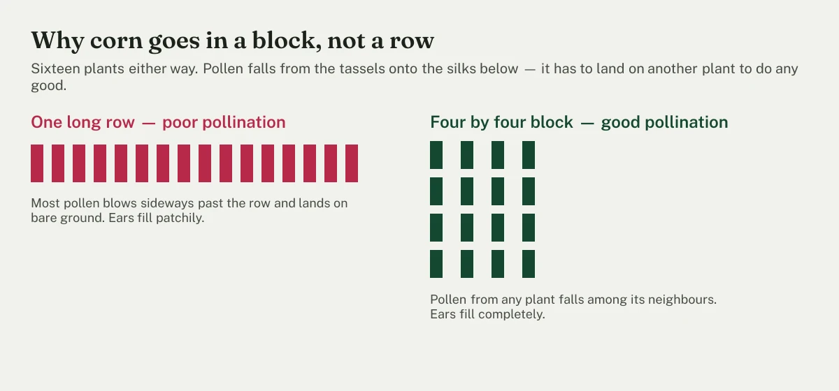 Two planting layouts compared: a single long row of corn where pollen from the tassels blows sideways away from the silks, giving ears with scattered gaps, and a four-by-four block where pollen falls among neighbouring plants and fills the ears completely.