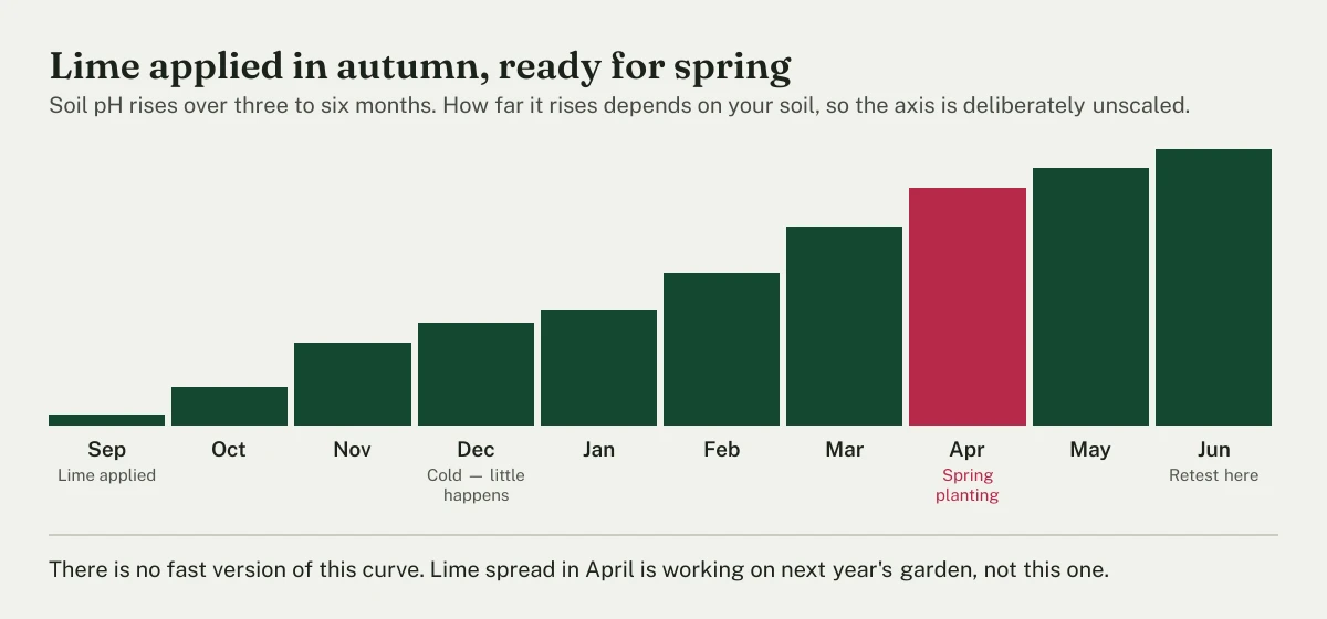 Bar chart of soil pH rising month by month after an autumn lime application: a small rise in September and October, steady growth through November, a flat spell in December when cold slows the reaction, then continued rise through spring, with April marked as spring planting and June marked as the point to retest.